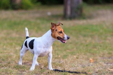 Tatlı bir Jack Russell Terrier köpeği ormandaki bir açıklıkta yürüyor. Seçici odaklı evcil hayvan portresi ve metin için alanı kopyala