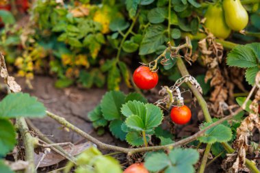 Çiftlik domatesleri. Seçici odaklı arkaplan ve metin için alanı kopyala