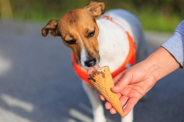 Jack Russell Terrier cinsinin sevimli köpeği şehirde yürürken dondurma yiyor. Seçici odaklı evcil hayvan portresi ve metin için alanı kopyala