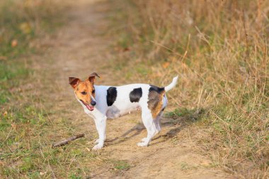 Şirin bir Jack Russell Terrier köpeği doğada yürüyor. Seçici odaklı evcil hayvan portresi ve metin için alanı kopyala