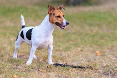 Tatlı bir Jack Russell Terrier köpeği ormandaki bir açıklıkta yürüyor. Seçici odaklı evcil hayvan portresi ve metin için alanı kopyala