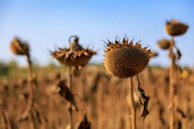 Petrol üretimi için ayçiçekli tarla. Seçici odaklı arkaplan ve metin için alanı kopyala