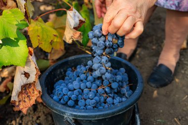 Şarap üretimi için üzüm topluyorum. Seçici odaklı arkaplan ve metin için alanı kopyala
