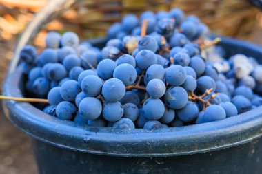 Bir kovada şarap üretimi için üzüm. Seçici odaklı arkaplan ve metin için alanı kopyala