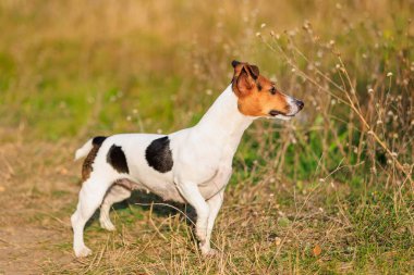 Şirin bir Jack Russell Terrier köpeği doğada yürüyor. Seçici odaklı evcil hayvan portresi ve metin için alanı kopyala