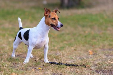 Tatlı bir Jack Russell Terrier köpeği ormandaki bir açıklıkta yürüyor. Seçici odaklı evcil hayvan portresi ve metin için alanı kopyala
