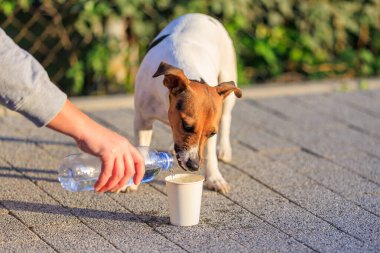 Bir köpeğe sıcakta içecek bir şey verme fikri. Hayvanlarla ilgilenmek. Seçici odaklı evcil hayvan portresi ve metin için alanı kopyala
