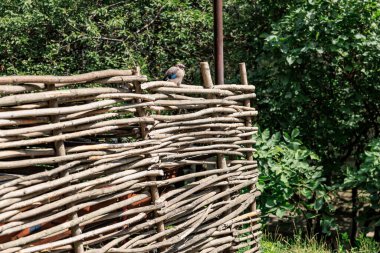 Çitlerle örülmüş kuş yemyeşil bir alana tünemiş..