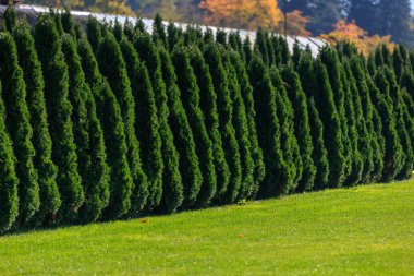 Kenarlarında hep yeşil ağaçlar olan yemyeşil bir tarla. Ağaçlar uzun ve yeşil yapraklarla dolu. Güzel ve huzurlu bir atmosfer yaratıyorlar. Arka planda
