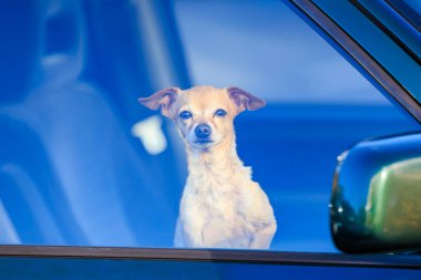 Küçük, bronz bir köpek, park halindeki bir arabanın içinden pencereden dışarı bakar. Garip bir ifade sergiler. Arkadaşlık ve beklenti anı yakalar.