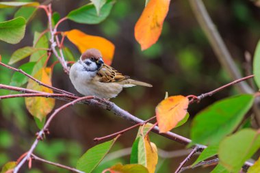 Küçük kahverengi bir kuş bir ağacın dalına tünemiştir. Kuş kahverengi ve beyaz renktedir.