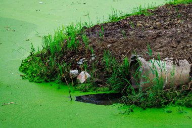 Üzerinde boru olan yeşil bir gölet. Boru yeşil alglerle kaplı. Gölet çimen ve toprakla çevrili.