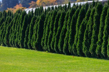 Yeşil yapraklı ve arka planda yeşil çimenli bir çim tarlası olan bir sıra daima yeşil ağaç. Ağaçlar uzun ve yoğundur. Mahremiyet ve inzivaya çekilme hissi yaratırlar.