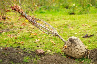 Bir ağaç kütüğü çimlerin üzerinde. Kütük büyük bir kayayla çevrili.