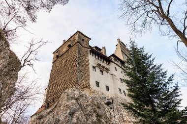 Kont Drakula 'nın kalesinde, üzerinde bir ağaç büyüyen büyük bir taş bina. 16 Aralık 2024 Bran Romanya.