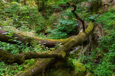 Büyük bir ağaç dalı yosunla kaplıdır ve bir derenin üzerine eğilmiştir. Dalın yosunlu görünümü resme huzurlu ve huzurlu bir hava veriyor.