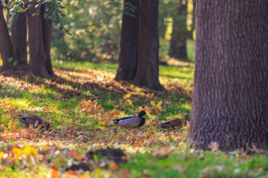Bir ördek yerde yapraklarla ormanda yürüyor. Ördek ormandaki zamanının tadını çıkarırken görüntüde sakin ve sakin bir atmosfer var.