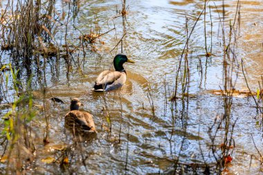 Bir ördek diğer ördeklerle birlikte gölette yüzüyor. Su bulanık ve ördekler uzun otlarla çevrili.