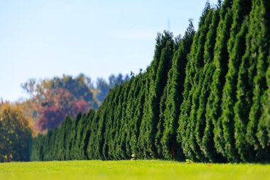 Yeşil yapraklı ve arka planda açık mavi gökyüzü olan bir sıra yeşil ağaç. Ağaçlar uzun ve yoğundur. Mahremiyet ve inzivaya çekilme hissi yaratırlar.