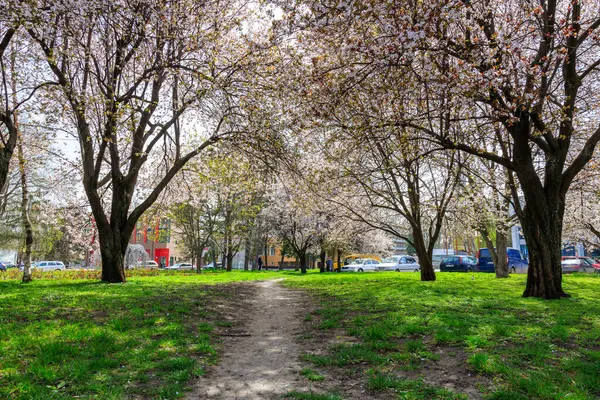 İçinde patika olan bir park ve çiçekli ağaçlar. Ağaçlar yeşil ve çimenler yemyeşil. Park boş ve huzurlu. 1 Nisan 2024 Balti Moldova