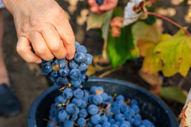 Şarap üretimi için üzüm topluyorum. Seçici odaklı arkaplan ve metin için alanı kopyala