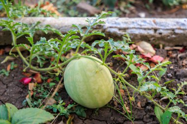 Beyaz çiftlik karpuzu. Seçici odaklı arkaplan ve metin için alanı kopyala