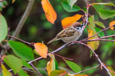 Kahverengi ve beyaz bir kuş bir ağacın dalına tünemiştir. Kuş yapraklarla çevrilidir, bazıları sarı ve bazıları yeşildir. Sükunet ve huzur kavramı
