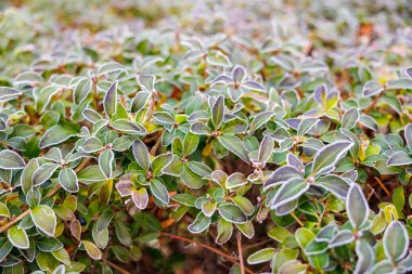 Üzerinde beyaz don olan yeşil bitkilerle dolu bir tarla. Buz bitkilere soğuk ve kış havası verir.