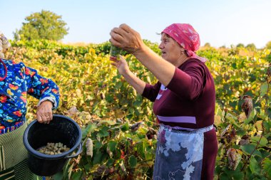 3 Ekim 2023 Pelinia Moldova. Editör kullanımı için. Üzüm toplayan kadınlar