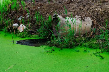 Üzerinde boru olan yeşil bir gölet. Boru yeşil alglerle kaplı. Gölet çimen ve toprakla çevrili.