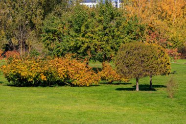Ağaçların ve çalıların olduğu bir park. Bazıları sarı yapraklı. Ağaçlar farklı boyutlarda ve şekillerde, farklı ve canlı bir atmosfer yaratıyorlar.