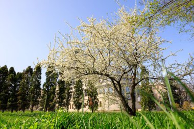 Beyaz çiçekli bir ağaç arka planda bir binayla birlikte bir parkta. Gökyüzü açık ve mavi