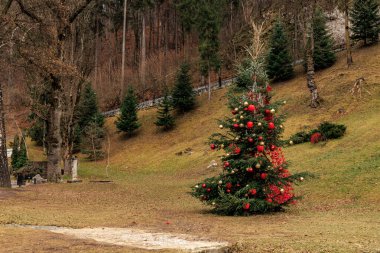 Christmas tree with red and gold ornaments sits in a field. December 16, 2024 Bran Romania. clipart