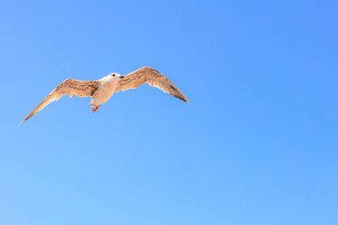 Bir kuş kanatlarını açıp gökyüzünde uçuyor. Gökyüzü açık ve mavi, ve kuş yerden yükseklere süzülüyor.