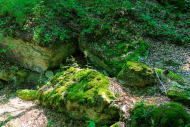 Ortasında küçük bir kaya olan yosunlu bir kaya tarlası. Yosun yeşildir ve kaya büyüktür.