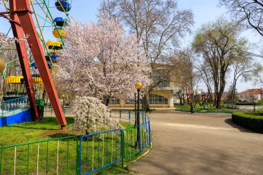 Çocuk parkı ve pembe çiçekli bir ağaç. Park bomboş. 1 Nisan 2024 Balti Moldova