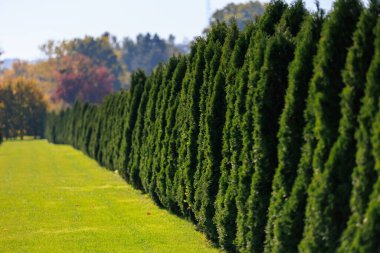 Yeşil yaprakları ve arka planında yeşil çitleri olan bir sıra yeşil ağaç. Ağaçlar uzun ve çitler kısa.