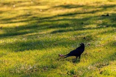 Çimenli bir tarlada siyah bir kuş duruyor. Kuş sağına doğru bakıyor. Çimler yeşil, gökyüzü mavi.