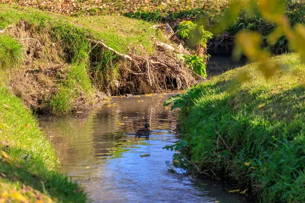 Çimenli bir alandan akan bir su akıntısı. Su bulanık ve üzerinde yapraklar yüzüyor. Bir ördek suda yüzüyor.