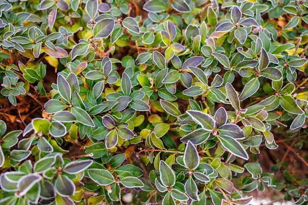 Yapraklarında don olan bir çalıya yakın çekim. Buz, görüntüye soğuk ve kış hissi verir.