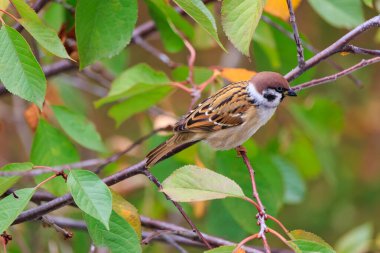 Kahverengi ve beyaz bir kuş bir ağacın dalına tünemiştir. Kuş küçük ve kahverengidir, beyaz bir göbeği vardır. Ağaç yeşil yapraklarla dolu ve kuş yapraklarla çevrili.