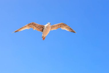 Bir kuş kanatlarını açıp gökyüzünde uçuyor. Gökyüzü açık ve mavi, ve kuş yerden yükseklere süzülüyor.