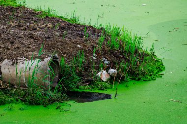 Üzerinde boru olan yeşil bir gölet. Boru yeşil alglerle kaplı. Gölet çimen ve toprakla çevrili.
