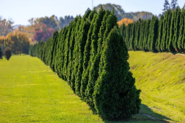 Bir sıra yeşil ağaç bir tarlada dizilmiştir. Ağaçlar yeşil ve uzun ve hepsi aynı yöne bakıyor. Alan yemyeşil ve yemyeşil, ve ağaçlar sükunet hissi veriyor.