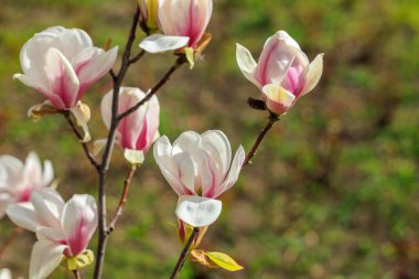 Pembe yapraklı bir demet beyaz çiçek. Çiçekler bir ağaç dalında. Çiçekler tamamen çiçek açmış.