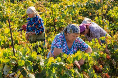 3 Ekim 2023 Pelinia Moldova. Editör kullanımı için. Üzüm toplayan kadınlar