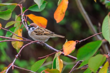 Kahverengi bir kuş bir ağacın dalına tünemiştir. Kuş küçük ve kahverengidir ve bir ağacın dalında oturmaktadır.