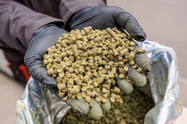 Bira fabrikasında eldivenli yeşil zıplama topakları tutan eller..