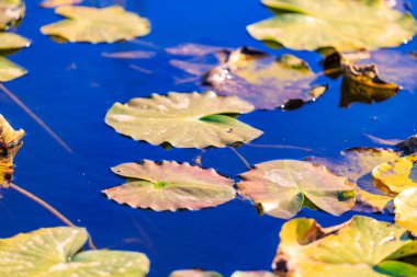 Yüzeyinde birçok yaprağın yüzdüğü bir gölet. Yapraklar çoğunlukla yeşil, ama bazıları sarı ve kahverengidir. Su sakin ve durgun, yapraklar üzerinde yüzüyor. Huzurlu bir sahne.