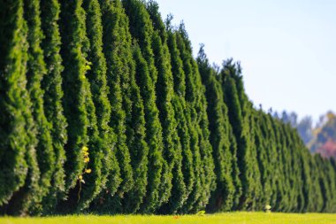 Yeşil yaprakları ve yerde birkaç sarı yaprağı olan bir sıra yeşil ağaç. Ağaçlar uzun ve yoğundur. Mahremiyet ve inzivaya çekilme hissi yaratırlar.